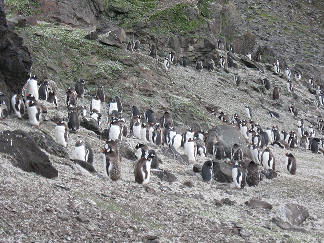 Colony of Gentoo penguins, King George Island, Antarctica